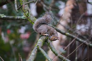 Squirrel and a bird feeder