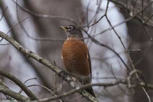 American Robin
