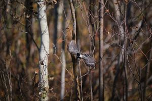Природоохранная зона бобрового ручья